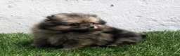 Pomerania perros en venta: Pomerania - Anuncio 26