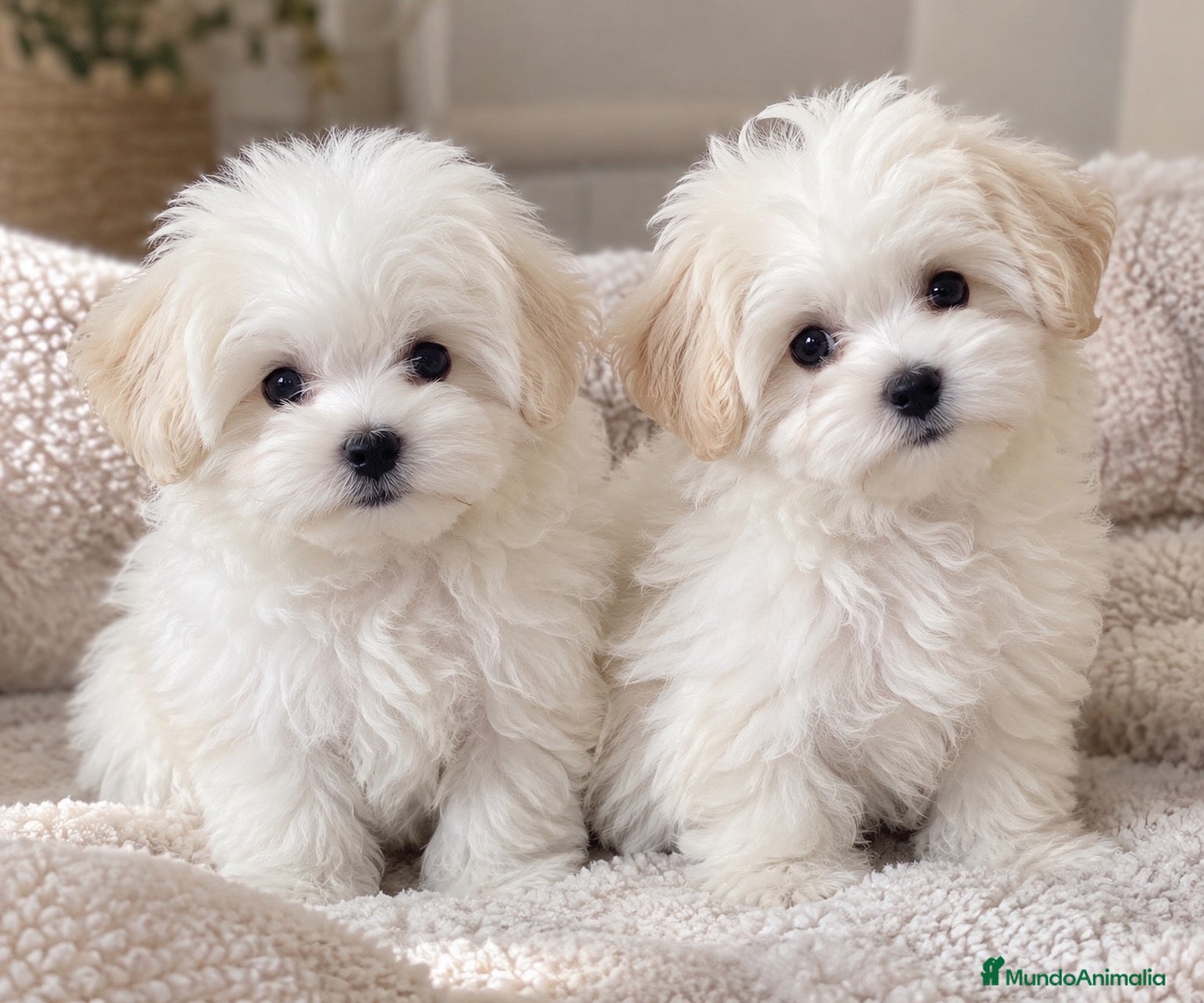 Bichón Maltés perros BICHÓN MALTÉS LÍNEA COREANA! DOS MACHITOS 🐶🤍 - Anuncio 1