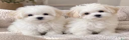 Bichón Maltés perros en venta: BICHÓN MALTÉS LÍNEA COREANA! DOS MACHITOS 🐶🤍 - Anuncio 1