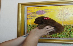 Caniche Toy perros en venta: CANICHE ROJO EXCLUSIVOS - Anuncio 1