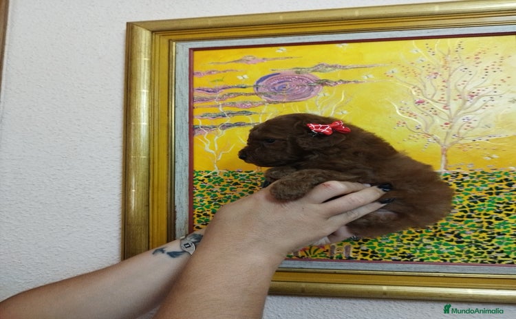 Caniche Toy perros CANICHE ROJO EXCLUSIVOS - Anuncio 1