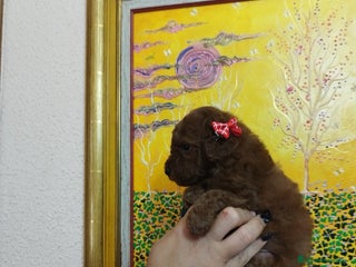 Caniche Toy perros CANICHE ROJO EXCLUSIVOS - Anuncio 1