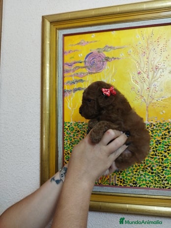 Caniche Toy perros CANICHE ROJO EXCLUSIVOS - Anuncio 2