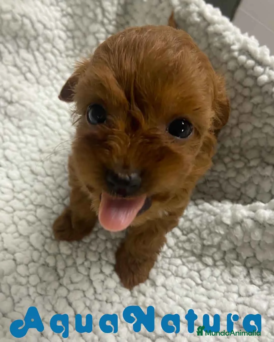 Havapoo perros en venta:  Havapoo Macho 1 de Haya y Can AQUANATURA - Anuncio 1