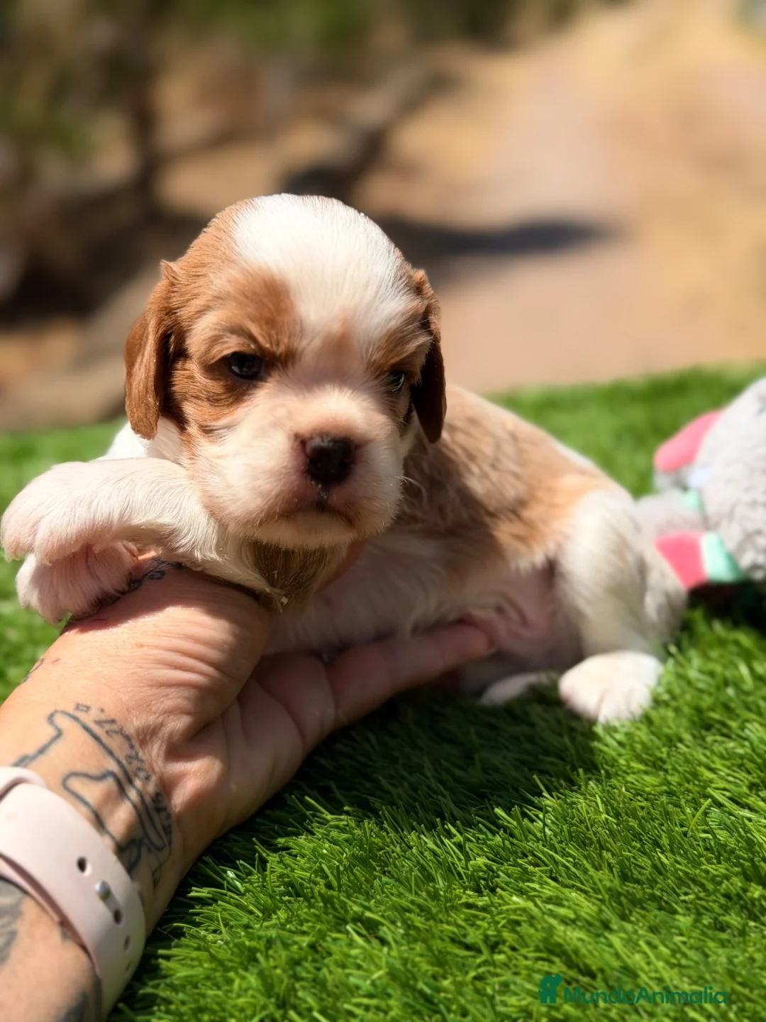 Cavalier King Charles Spaniel perros en venta: Cavalier Blenheim  - Anuncio 2