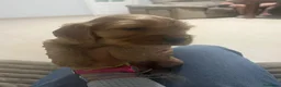 Cocker Spaniel Inglés perros en venta: Cocker  en Cádiz - Anuncio 3