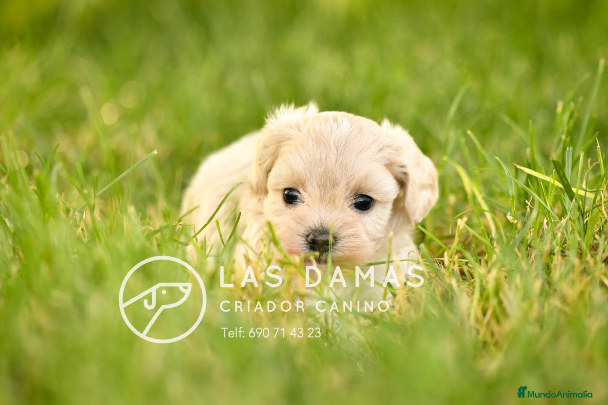 Maltipoo perros en venta: MALTIPOO PRÓXIMA CAMADA - Anuncio 3