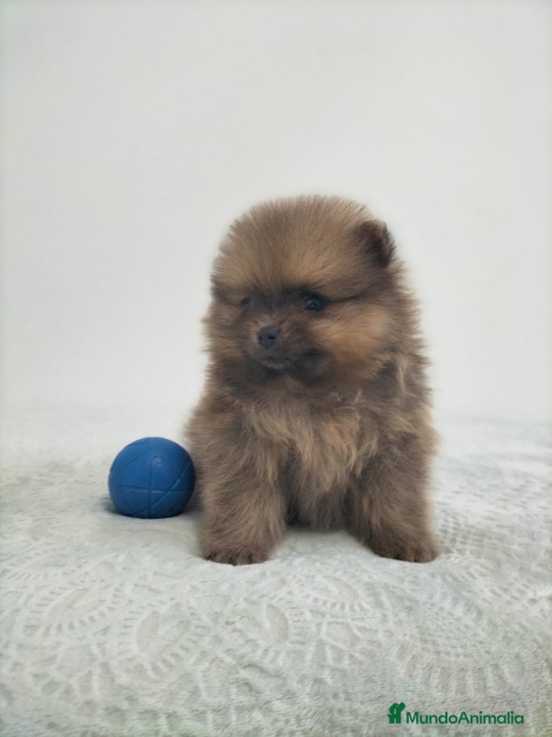 Pomerania perros en venta: Lulu pomerania  - Anuncio 6