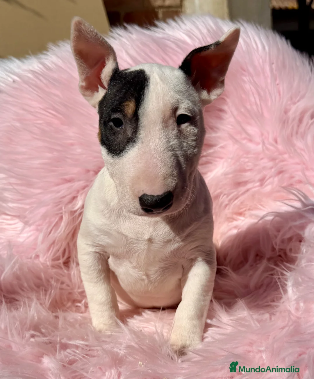 Bull Terrier Miniatura perros en venta: BULLTERRIER MINIATURA CALIDAD - Anuncio 2