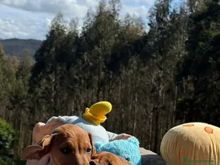 Teckel Miniatura perros Teckel miniatura. Machos - Anuncio 2