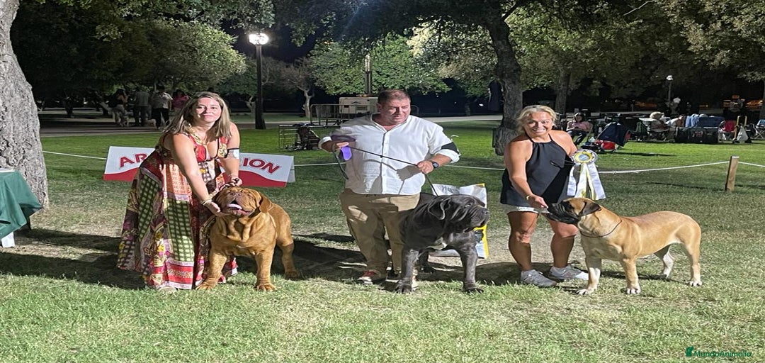 Imagen de galería {{count}}