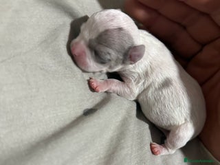 Chihuahua perros en Alicante - Anuncio 33