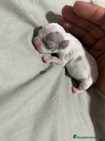Chihuahua perros en Alicante - Anuncio 2
