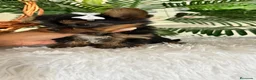 Yorkshire Terrier perros en venta: YORKSHIRE TERRIER - Anuncio 13