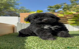 Perro de Agua Español perros en venta: PERRO DE AGUA ESPAÑOL HEMBRA - Imagen 8