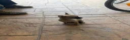 Chihuahua perros en venta: Chihuahua mini - Anuncio 2