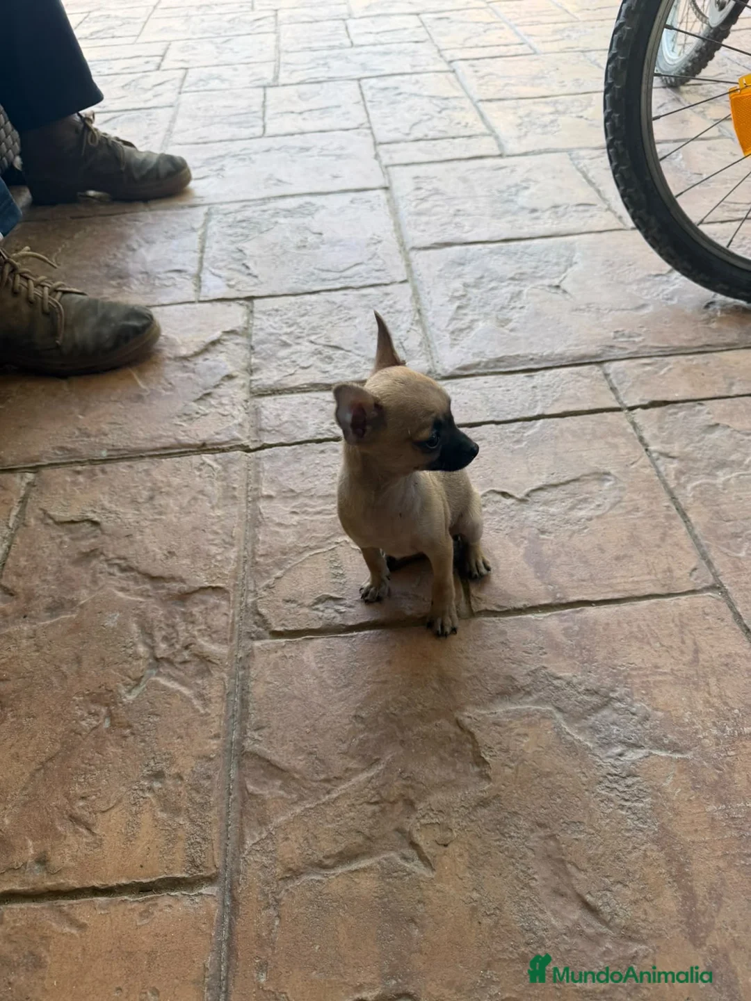 Chihuahua perros en venta: Chihuahua mini - Anuncio 2