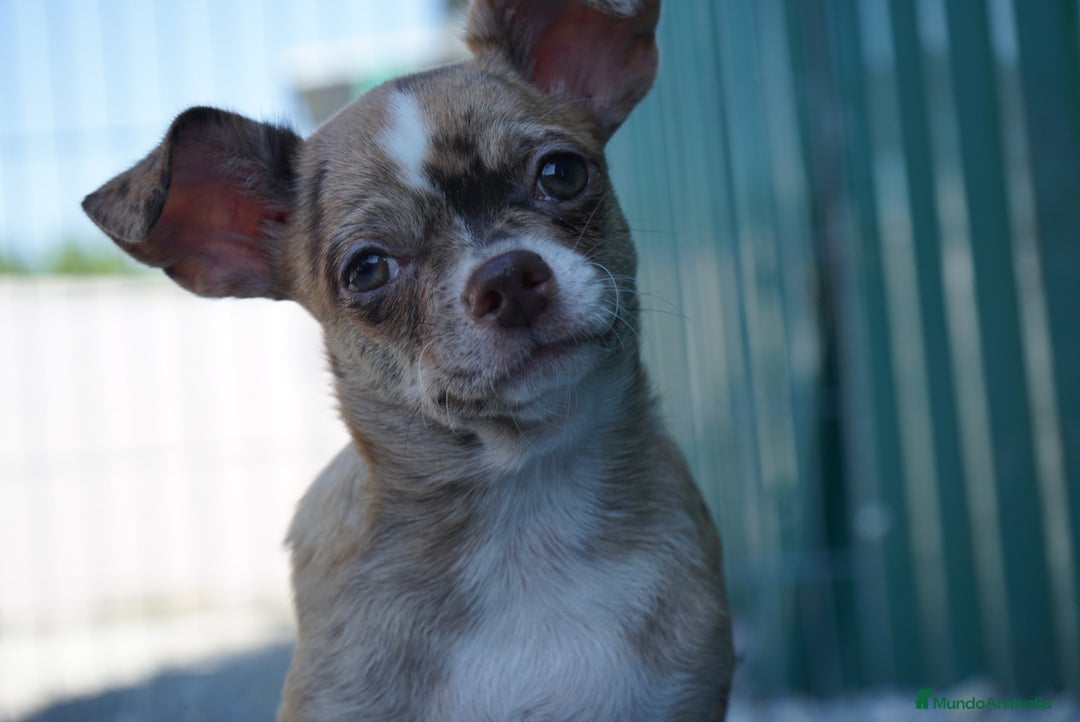 Chihuahua perros en venta: ✨🐶 Paddy · Chihuahua Merle chocolate 🐾💚 - Imagen 2