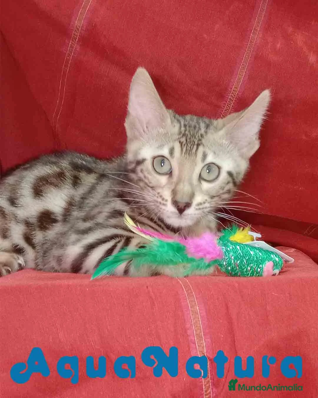 Bengalí gatos en venta: Bengali Macho 6261 - AQUANATURA  en Barcelona - Anuncio 4