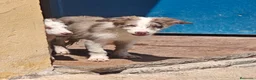 Border Collie perros en adopcion: Border collie - Anuncio 7