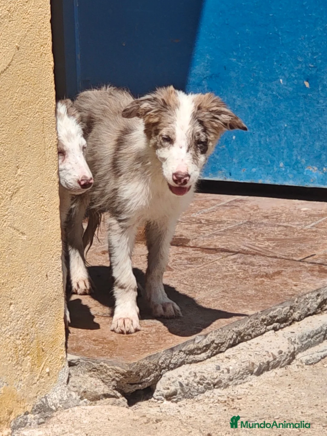 Border Collie perros en adopcion: Border collie - Anuncio 7