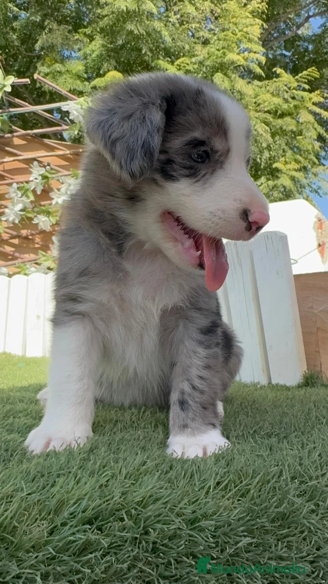 Border Collie perros en venta: BORDER COLLIE MERLE - MACHOS - Anuncio 2