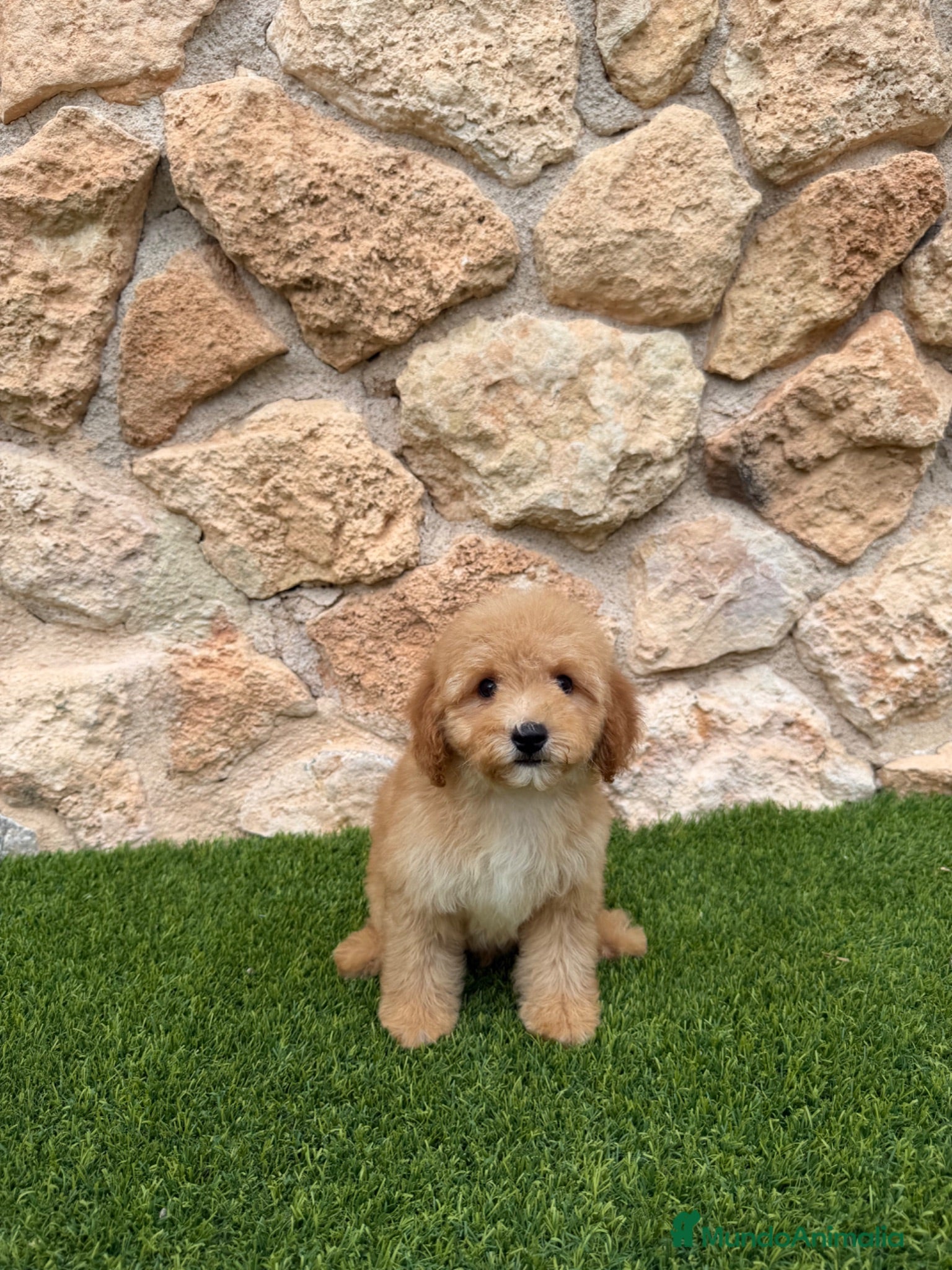 Caniche Toy perros Excelente caniche toy  - Anuncio 1