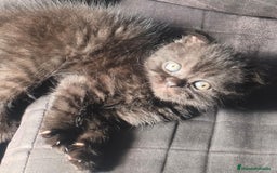 Scottish Fold gatos en venta: British scotish - Imagen 3