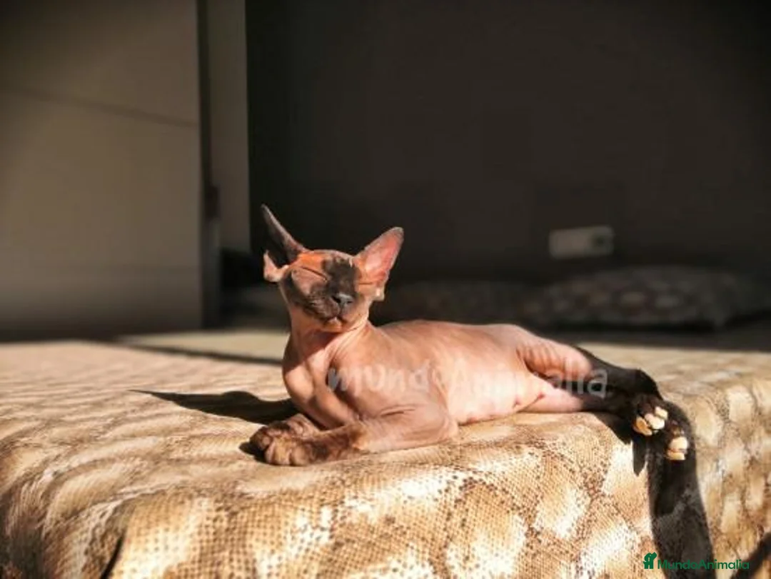 Imagen de galería {{count}}