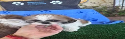 Shih Tzu perros en venta: Shihtzu  - Anuncio 4