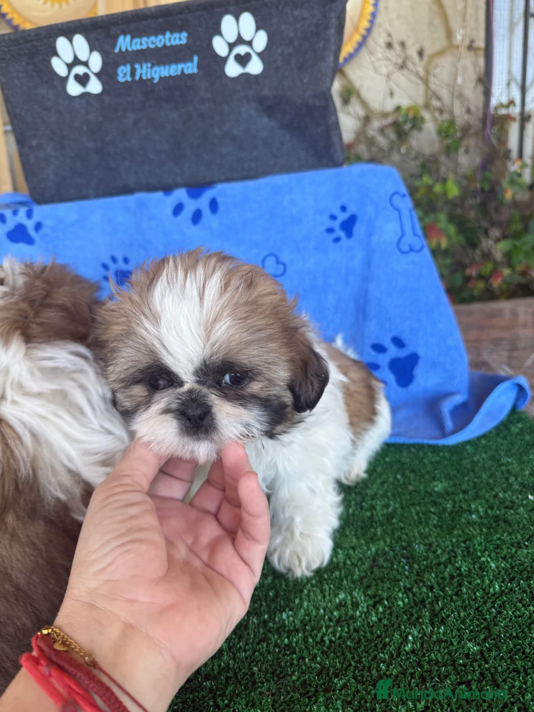 Shih Tzu perros en venta: Shihtzu  - Anuncio 4