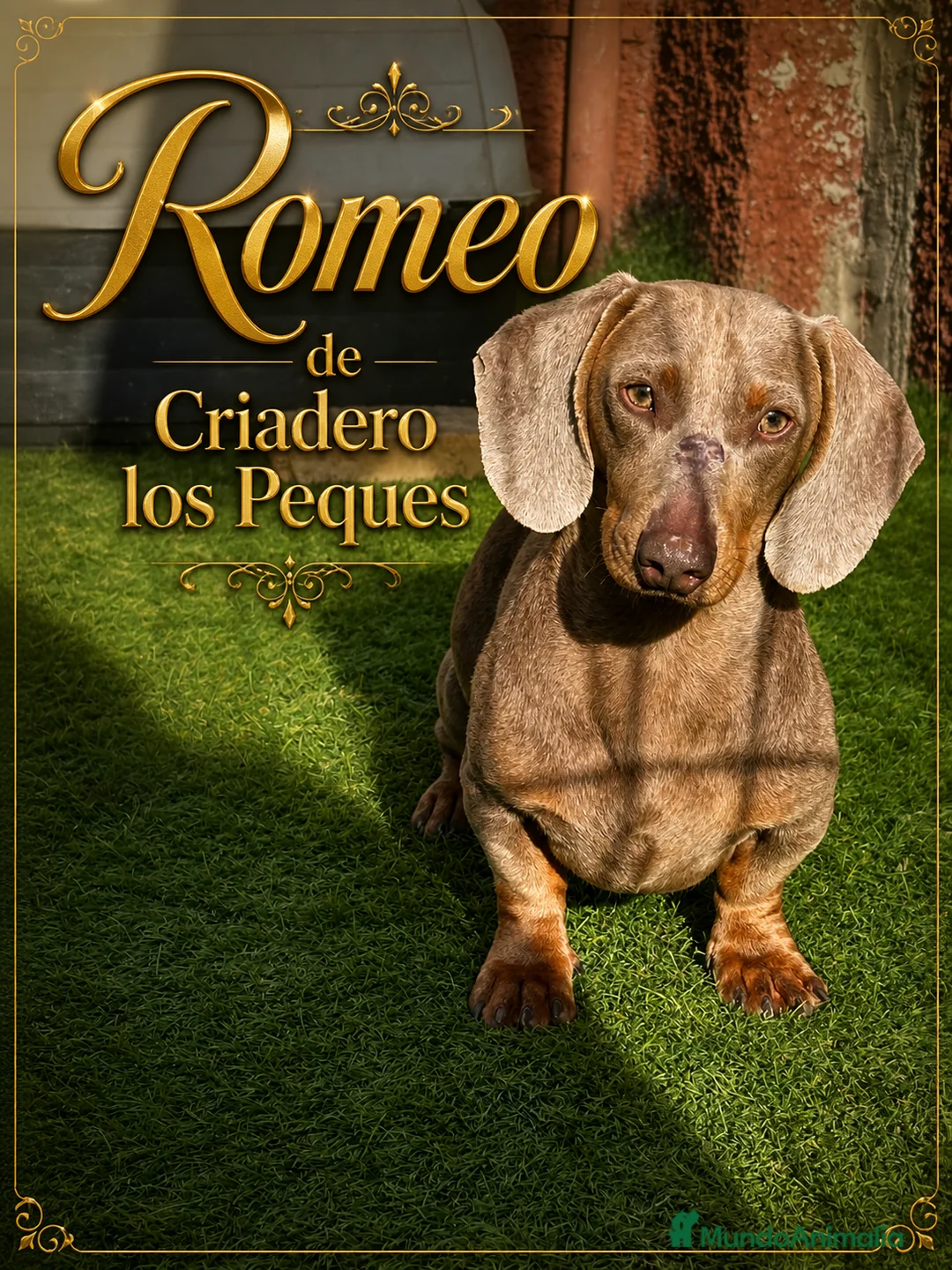 Teckel perros para monta: TECKEL ISABELLA - Anuncio 1