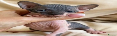 Sphynx Gatito 2