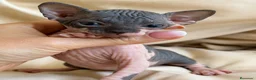 Sphynx gatos en venta: Sphynx pedigree  - Anuncio 4