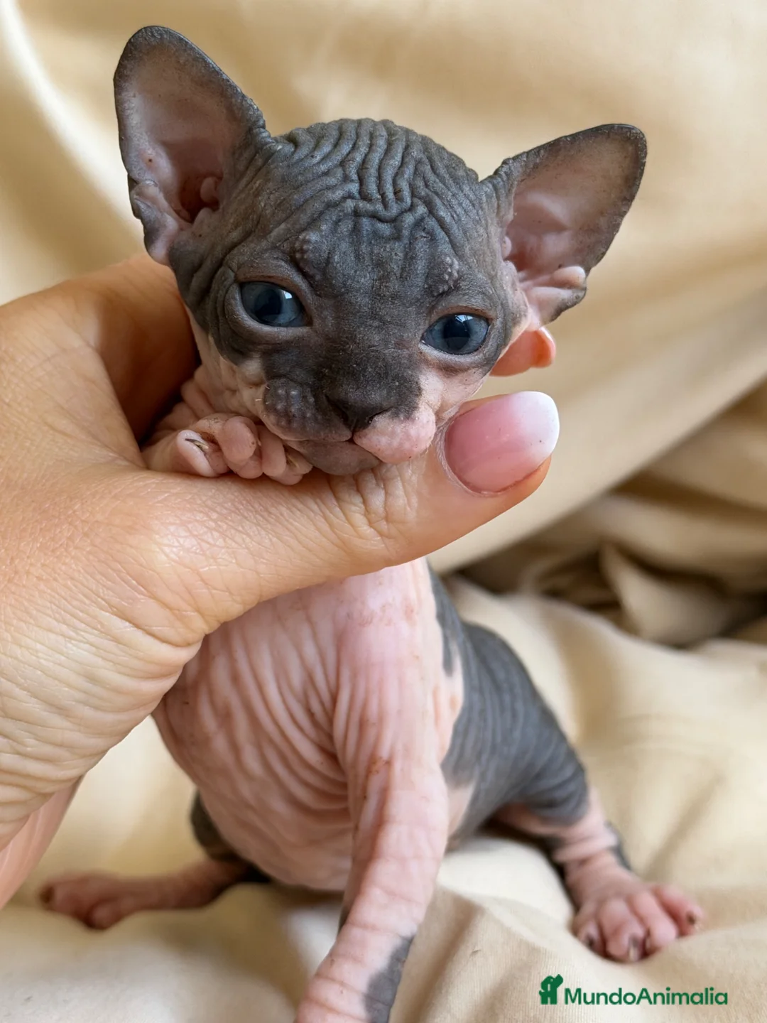Sphynx gatos en venta: Sphynx pedigree  - Anuncio 4