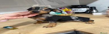 Pinscher Miniatura 3 merle