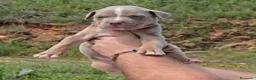 American Bully perros en venta: American Bully - Anuncio 2