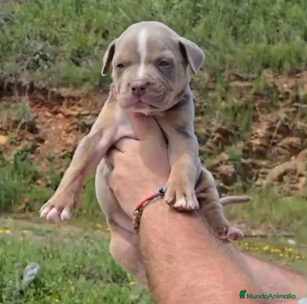 American Bully perros en venta: American Bully - Anuncio 2