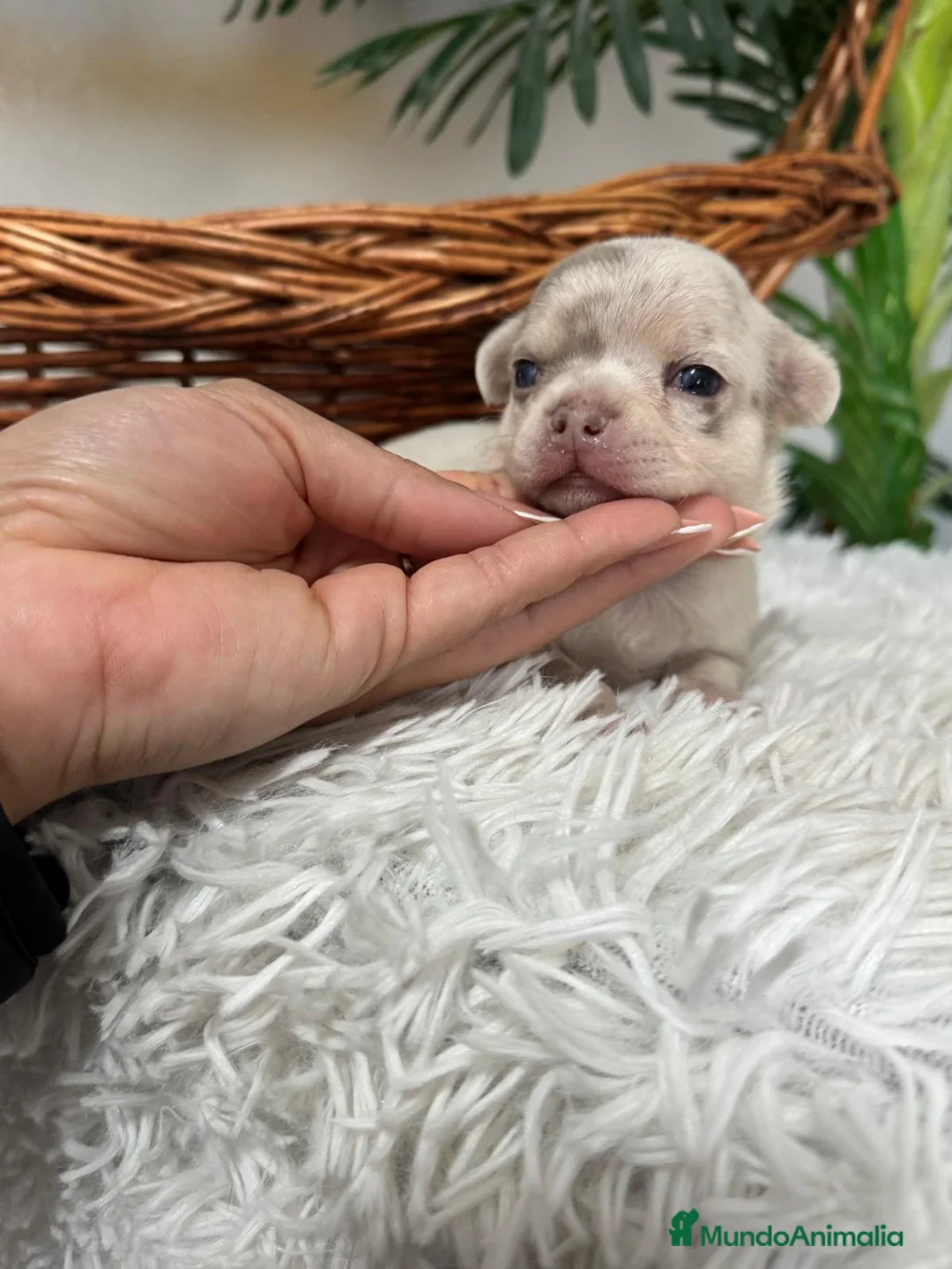 Chihuahua perros en venta: CHIHUAHUA MACHO - Anuncio 4