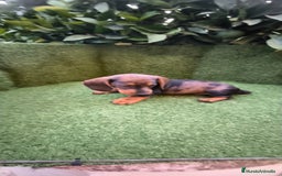 Teckel Miniatura perros en venta: teckel arlequín bronce  - Imagen 4