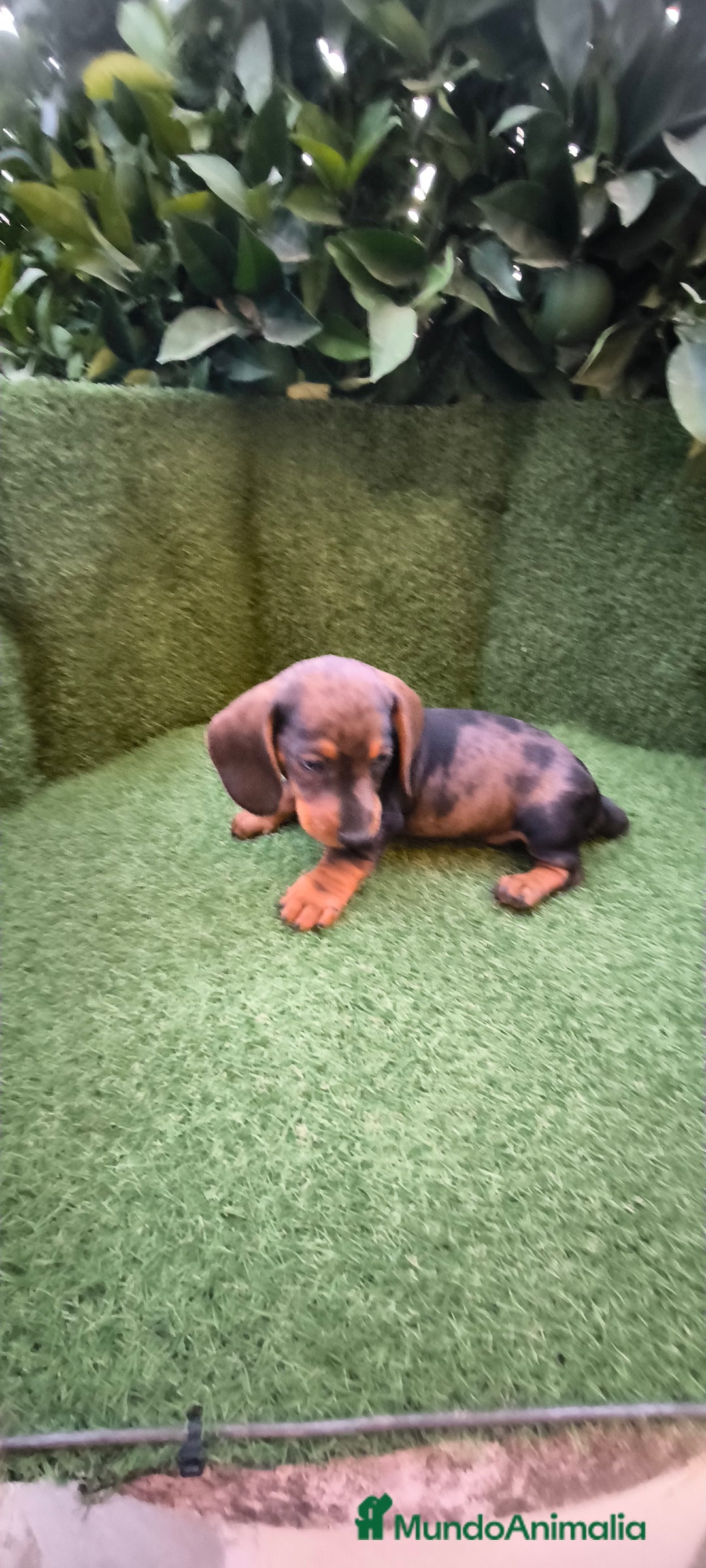 Teckel Miniatura perros en venta: teckel arlequín bronce  - Imagen 4