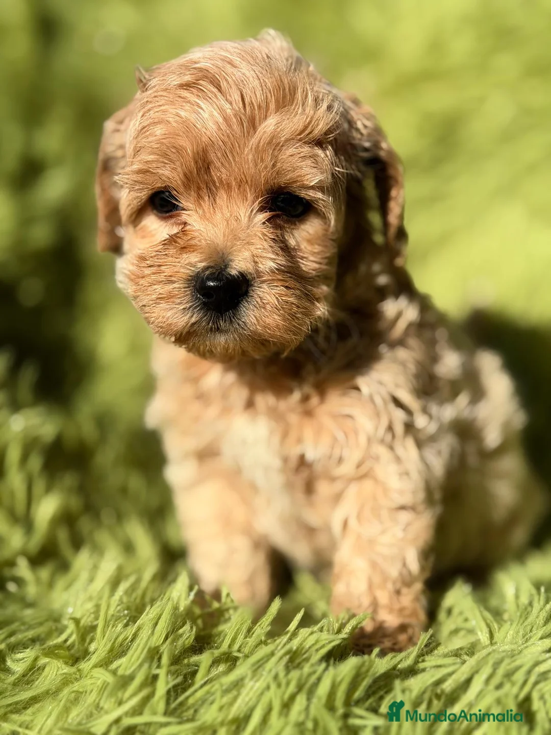 Maltipoo perros en venta: MALTIPOO - Anuncio 7
