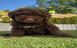 Perro de Agua Español perros en venta: PERRO DE AGUA HEMBRA - Imagen 11