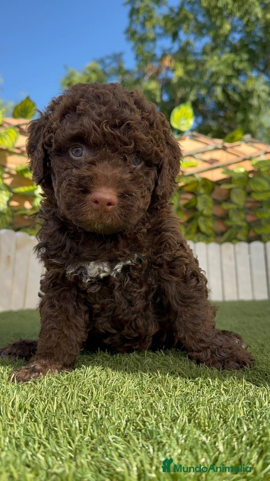 Perro de Agua Español perros en venta: PERRO DE AGUA HEMBRA - Imagen 11