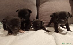 Chihuahua perros en venta: Chihuahuas toy cabeza manzana hembras - Imagen 4
