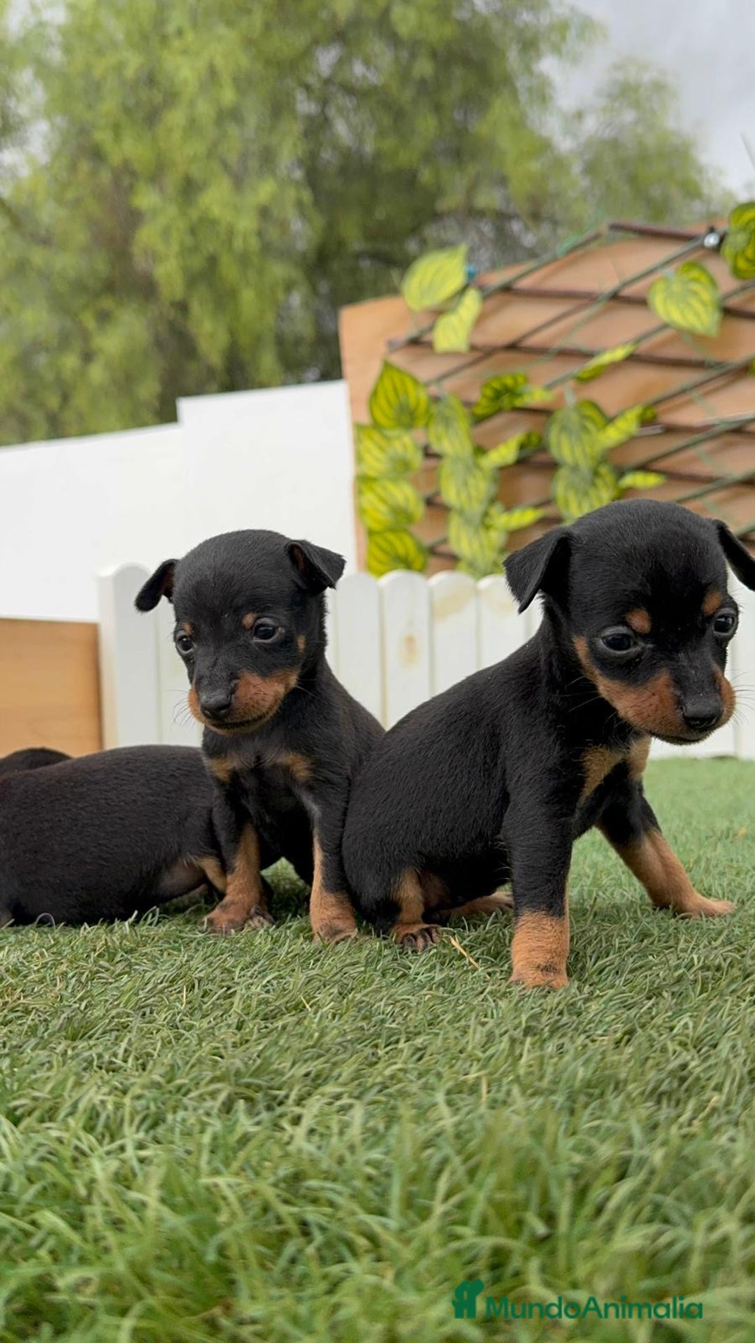 Pinscher Miniatura perros en venta: PINSCHER MUNIATURA - Imagen 4