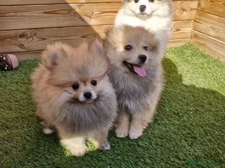 Pomerania perros en Barcelona - Anuncio 14
