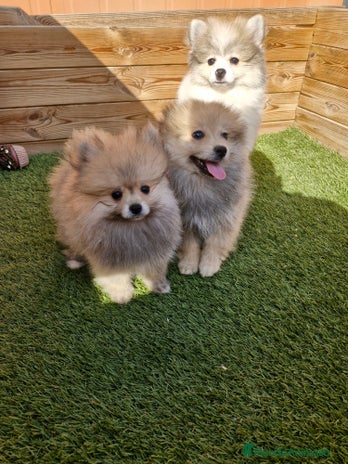 Pomerania perros en Barcelona - Anuncio 16