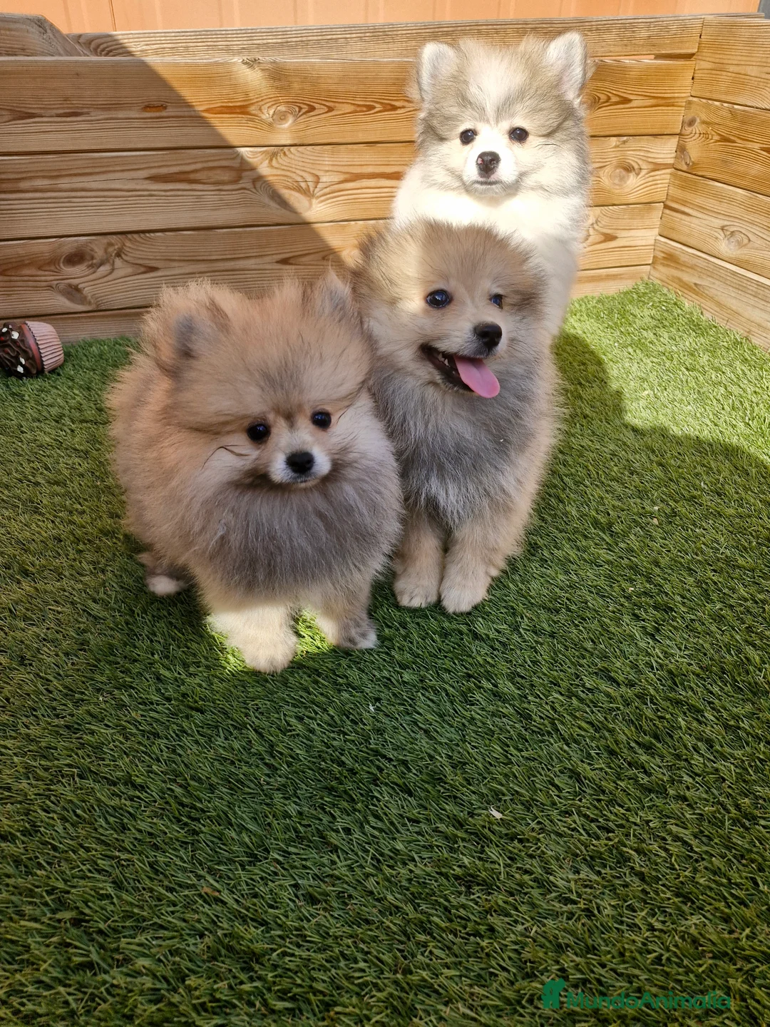 Pomerania perros en venta: POMERANIA en Barcelona - Anuncio 1