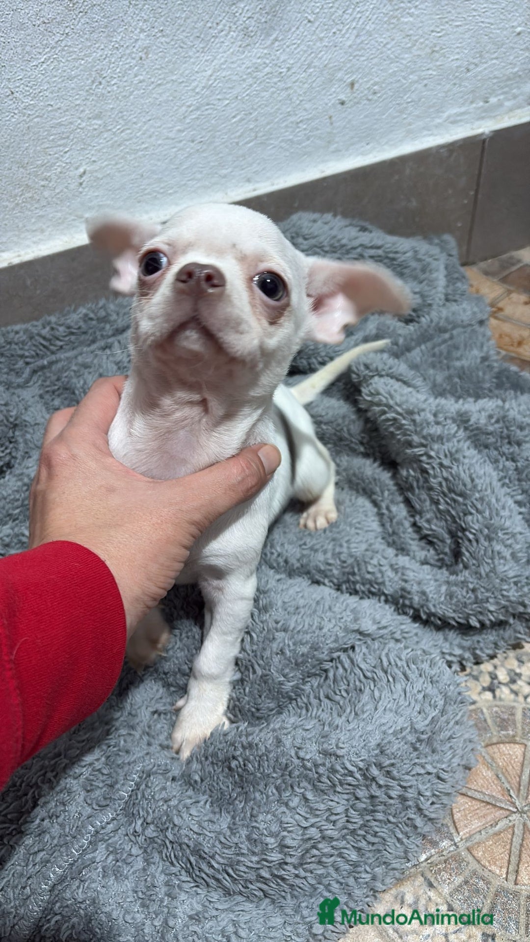 Chihuahua perros en venta: Chihuahua toy - Anuncio 2